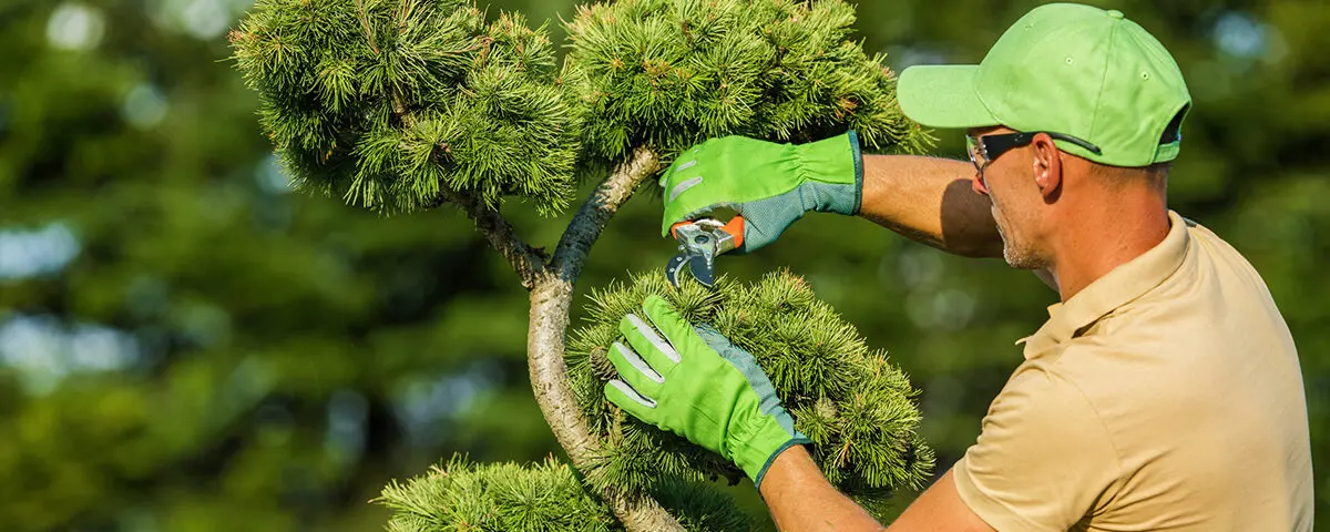 Gardener meticulously pruning tree branches