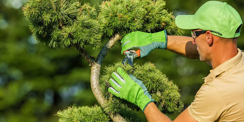 Gardener meticulously pruning tree branches