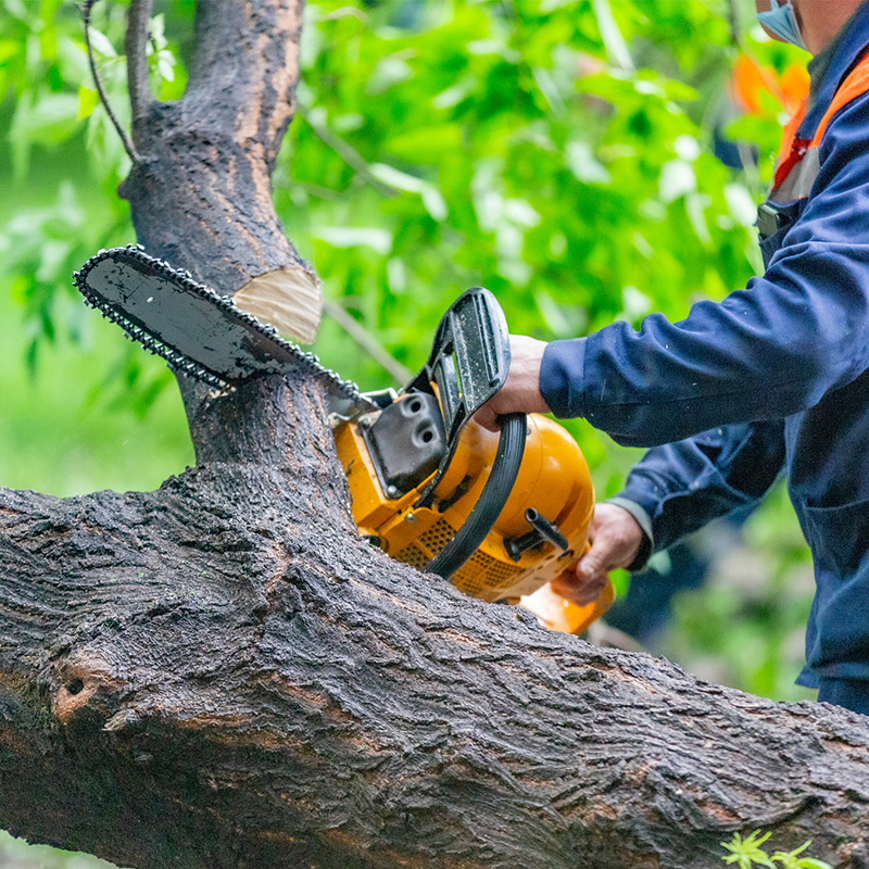 Tree trimming chainsaw service worker