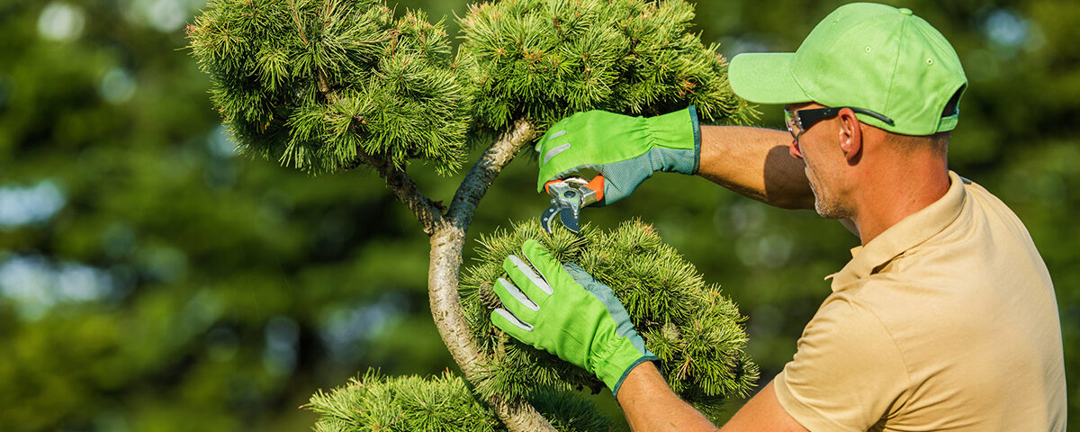 Gardener meticulously pruning tree branches